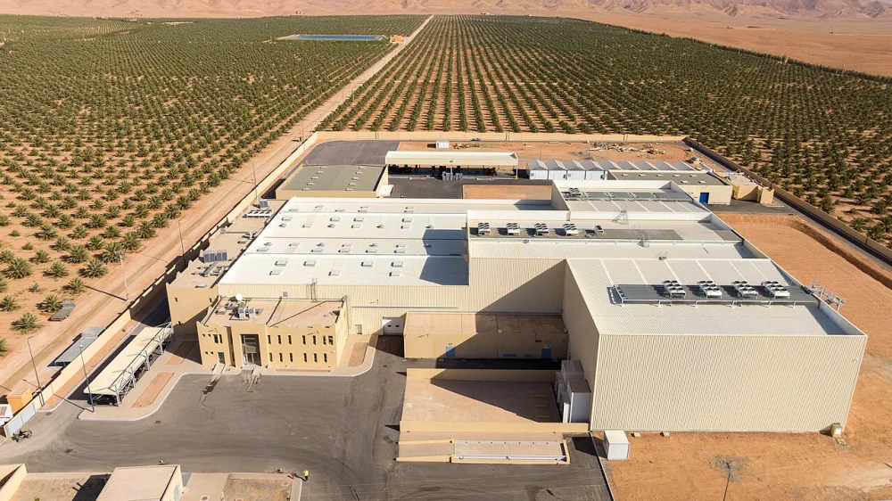 Kurma Medjool California: Kisah Bard Valley, Koperasi Petani & Merek Amerika