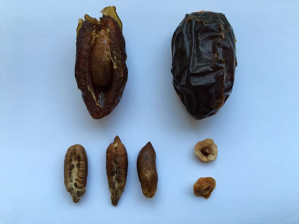 Ukuran & Grade Kurma Medjool: Berapa Gram Super Jumbo dan Butir per Kg?